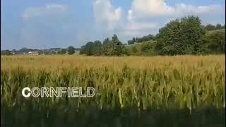 Edditter - Cornfield