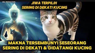 JIWA TERPILIH SERING DIDEKATI KUCING !! MAKNA TERSEMBUNYI SESEORANG SERING DIDEKATI & DATANGI KUCING