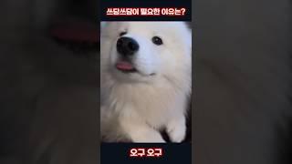 쓰담쓰담이 필요한 이유는??? 멍뭉쓰 #dog #dogs #healing