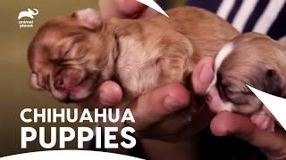 Chihuahua Mom & Her Seven Tiny, Newborn Adorable Puppies Journey️| Too Cute | Animal Planet