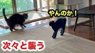 孤独だった子猫は先輩猫たちといる嬉しさが隠しきれず襲っていく