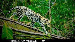 Discover Wildlife: Trail Camera Treasures