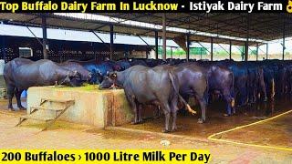 Top Buffalo Dairy Farm In Lucknow, UP -Istiyak Dairy Farm/ 200 Buffaloes = 1000 Litre Milk Per Day 