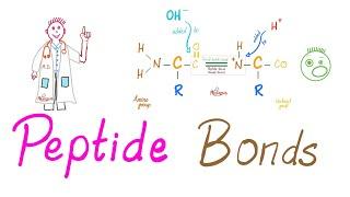 Peptides and Peptide Bonds | Amino Acids, Dipeptides, Oligopeptides, Polypeptides | Biochemistry