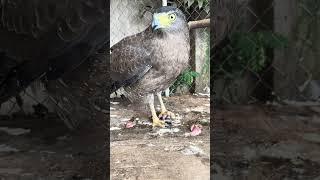 #Hawk #Eagle #Owl #Wildlife #Animal #EagleHawkOwl hawk vs snake, Owl vs snake fight, Eagle Vs Snake,