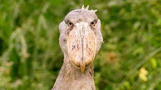 A Grumpy Shoebill Explains Antiques Roadshow | Walk On The Wild Side | Funny Talking Animals