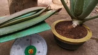 Aloe Vera growing in small pot- pruning harvesting | soil adding and fertilization