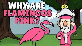 Why Are Flamingos Pink? | What Do Flamingos Eat? Flamingo Pink Colour