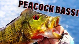 How to Fish for Peacock Bass (Beginners Guide) 