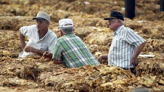 North Carolina farmers race to harvest crops