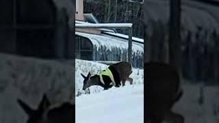 Deer spotted wearing high-visibility safety jacket in B.C.