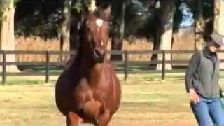 True Partnership Horse Training - Tao of Horsemanship