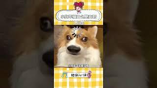 小狗不懂什么是離職，它只想等姐姐下班...（素材來源：啦啦啦 ）#狗是人類最忠誠的朋友#狗狗的心思都寫在臉上了#動物#好朋友