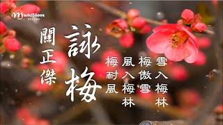 關正傑 《詠梅》一朝芬芳散　回想似一夢  *•