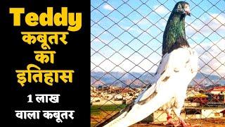 Teddy Kabootar | Teddy कबूतर का इतिहास | Pigeons World Khatauli