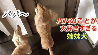 パパさんが大好き過ぎて後をついて回る姉妹犬【ミニチュアダックスフンド多頭飼い】