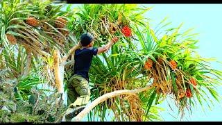 CAMPING DI TEPI LAUT PANEN BUAH KAKTUS BUAH PANDAN LAUT DAN MASAK KERANG