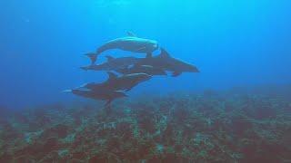 SCUBA Diving the area off of Seven Mile Beach, Negril, Jamaica, 2022