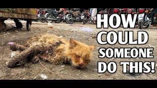 Poor cat rescue | Heartwarming rescue !