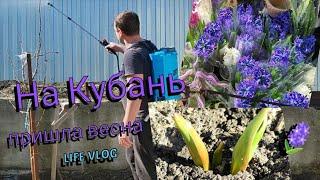 Влог# 596 На Кубань пришла весна  Предпраздничный рынок 🪻 Обработка деревьев 