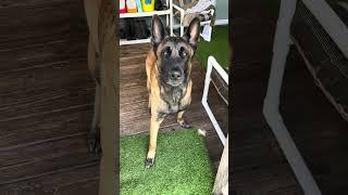 Dog Vs Ghillie Suit Hide And Seek #dog #dogfunny #malinois ￼