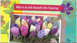 How to cut hyacinth flower after flowering