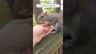 This man rescued a poor squirrel while it was foraging, and then #animalshorts #shortvideo