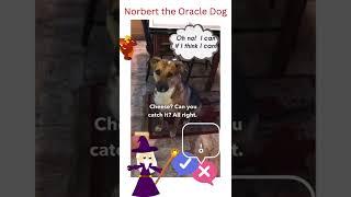 Yes or No?  Ask the Oracle if you dare⁉️ (pt 2) 🪬 #shorts   #dogs #divination