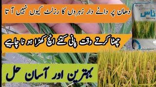 When and how to use granular poison on paddy | cartape | Manomihypo| fipronil | Murtaza Agri Punjab