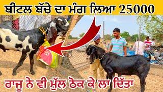 ਬੀਟਲ ਬੱਚੇ ਦਾ ਮੰਗ ਲਿਆ 25000 | Tungwali bakra mandi | raju dirba #goatfarming #bakramandi #farming