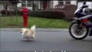 Motorcycle And Dog