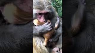 Cute baby monkey, funny monkey, Chinese monkey SY25