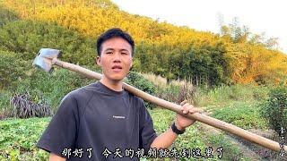 冰淇淋番薯60天还没得收成，学习一下网上的翻藤，看有没有效果 。