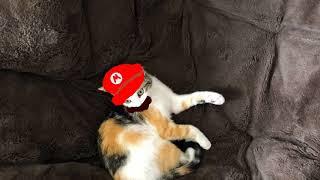 super cat odyssey