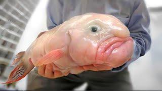 Blobfish  Are They The UGLIEST Animals? | 1 Minute Animals