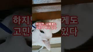 초능력자의 비밀 #초능력 #secret  #귀여운고양이