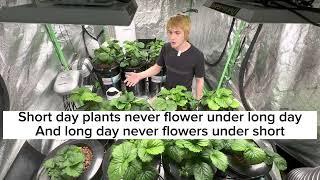 How to grow indoors hydroponic strawberries at home year round