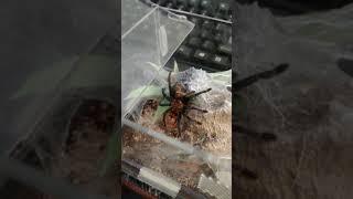 A Green Bottle Blue Tarantula Feeding (Chromatapelma cyaneopubescens)