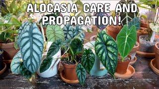 ALOCASIA CARE | Dormancy, Propagation By Division/Bulbs (With Results) And Plant Care