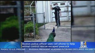 Peacock Escapes Franklin Park Zoo, Boston Police Help With Capture