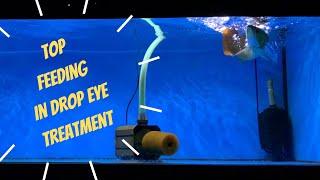 Arowana Top Jump-Feeding | Drop Eye Treatment (non-surgical / non-medicinal treatment method)