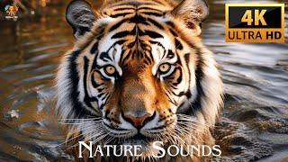 4K NATURE SOUNDS WITH BEAUTIFUL ANIMALS