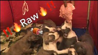 XL Pitbull  puppies eating raw meat ULTRA CLASS FAMILY pitbull kennels