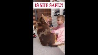 Is this baby safe with a big pitbull?!