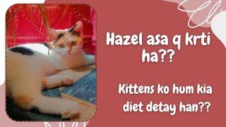 Hazel hamesha asa krti ha . Kittens ki diet