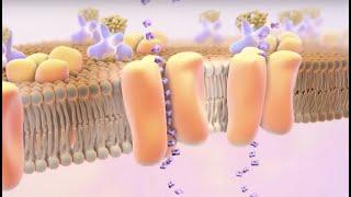 Type 1 Diabetes