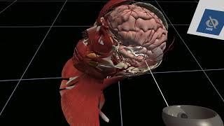 Human Anatomy Virtual Reality | BioDigital