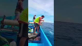 Pesca de tiburón