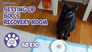 Setting Up A Recovery Room For My Cat - Lucky Ferals S8 E10 - Cat Vlog