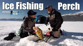 Ice Fishing Perch